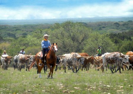 People on horseback herd cattle across a grassy field with trees in the background.